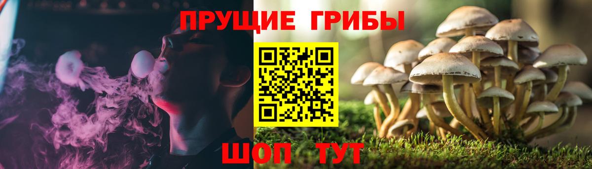 Галлюциногенные грибы Cubensis Нефтекумск